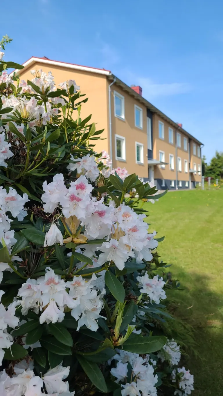 Hyresrätt med 1 rum på Bjärehemsvägen 4A i Båstad, bild 4 av 4
