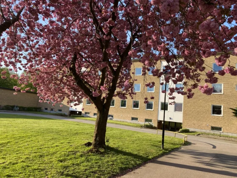 Hyresrätt med 2 rum på Pilgården 6B i Landskrona, bild 3 av 3
