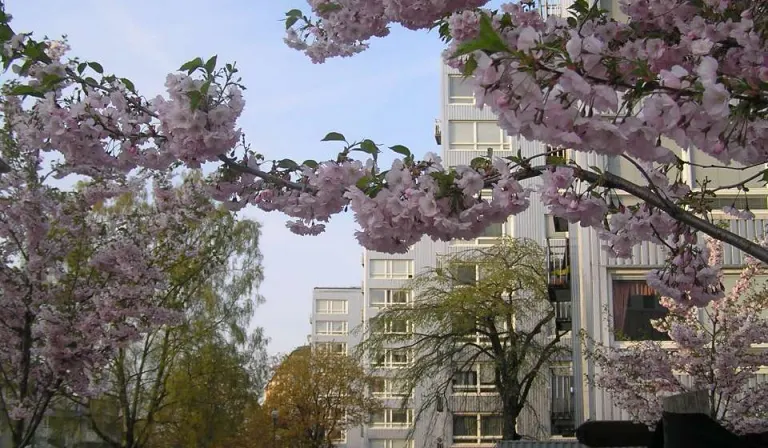 Hyresrätt med 3 rum på Norrby Tvärgata 14 i Borås